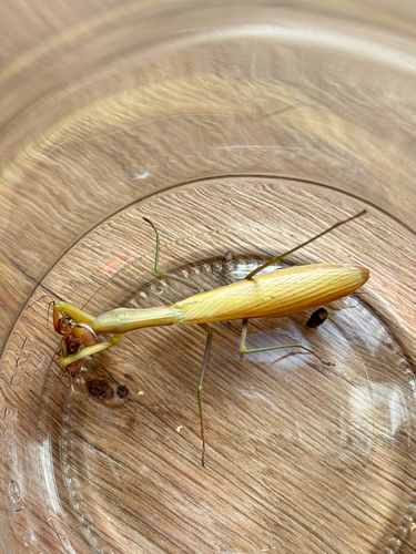 European Mantis
