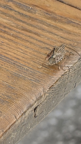Brown Marmorated Stink Bug