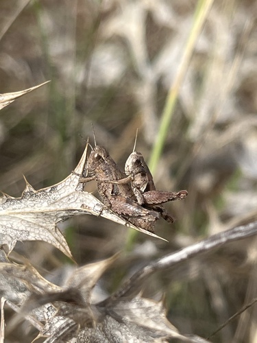 Common Maquis Grasshopper