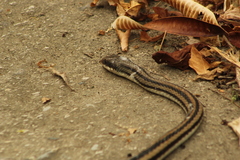 Salvadora lemniscata