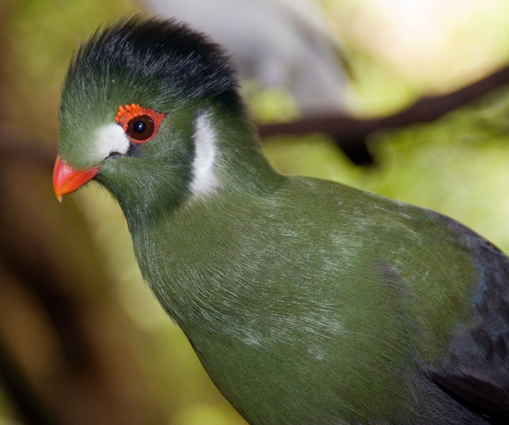 White-Cheeked Turaco