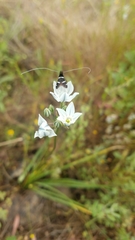 Adela trigrapha