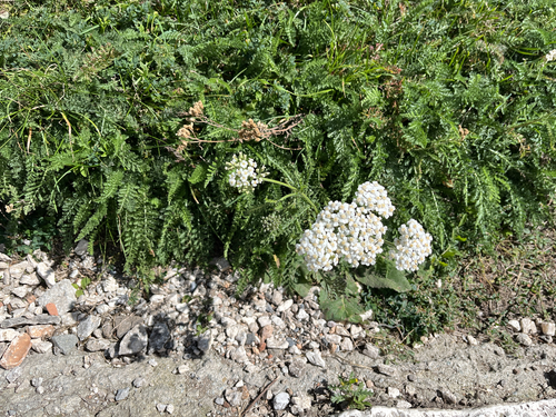 common yarrow