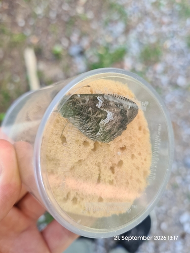 Grayling