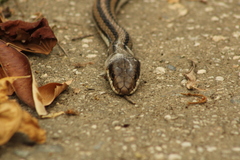 Salvadora lemniscata