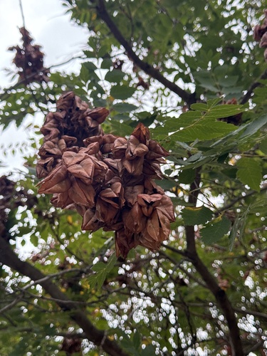golden rain tree