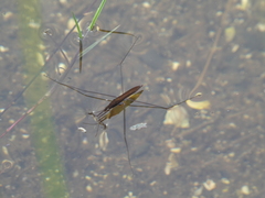 Limnoporus notabilis