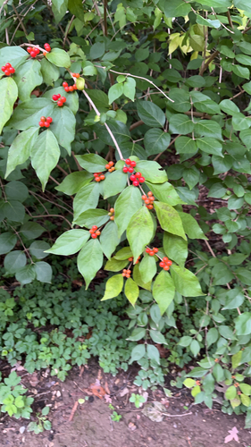 Amur honeysuckle