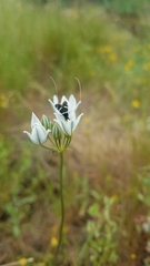 Adela trigrapha