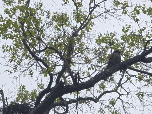 Australasian Figbird