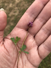 Trifolium gracilentum