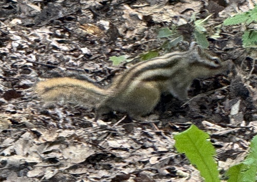 Northeastern Siberian Chipmunk