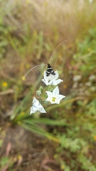 Adela trigrapha