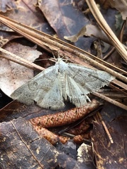 Chytolita morbidalis