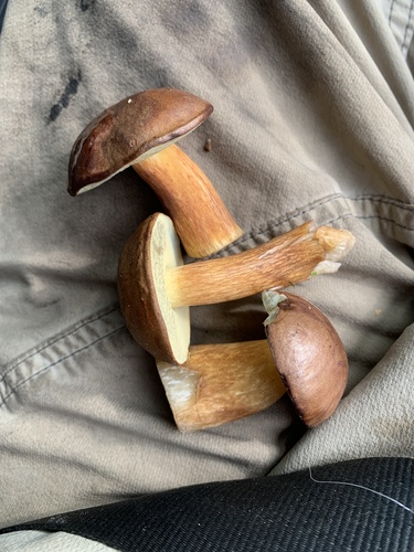 Bay Bolete