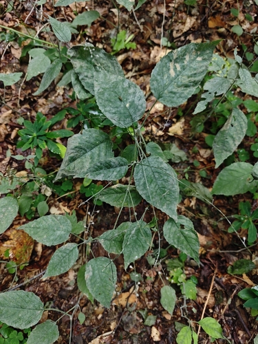 enchanter's-nightshade