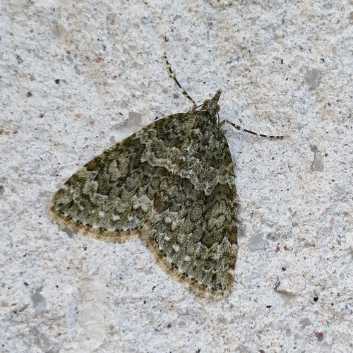 Autumn Green Carpet