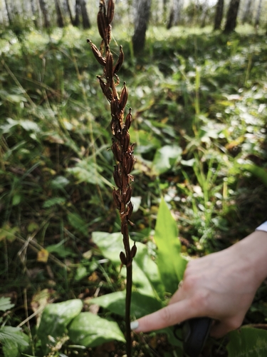 Platanthera bifolia, 2026-09-20