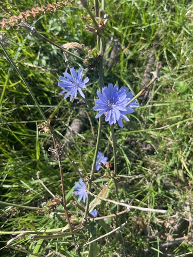 chicory