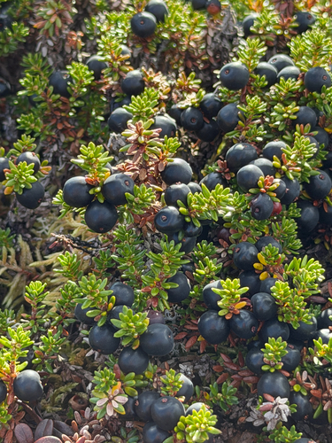 black crowberry
