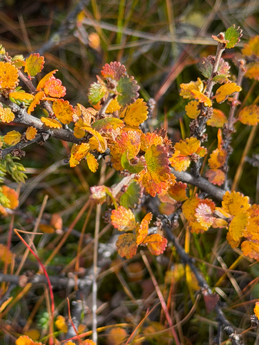 Dwarf Birch
