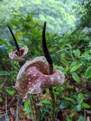 Amorphophallus kiusianus