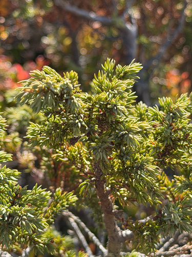 common juniper