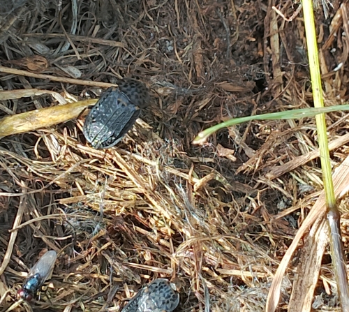 Thanatophilus rugosus