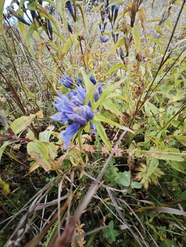 willow gentian