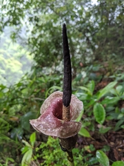 Amorphophallus kiusianus