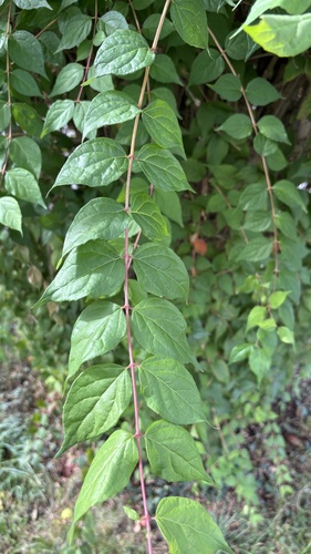 Beauty Bush