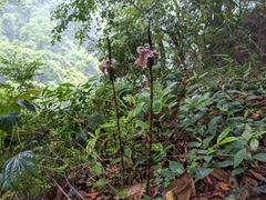 Amorphophallus kiusianus