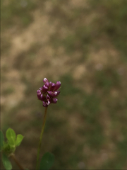 Trifolium gracilentum