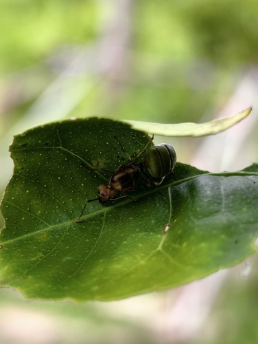 Asian Weaver Ant