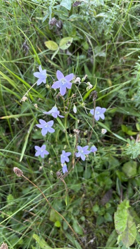 Spreading Bellflower