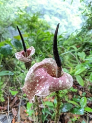 Amorphophallus kiusianus