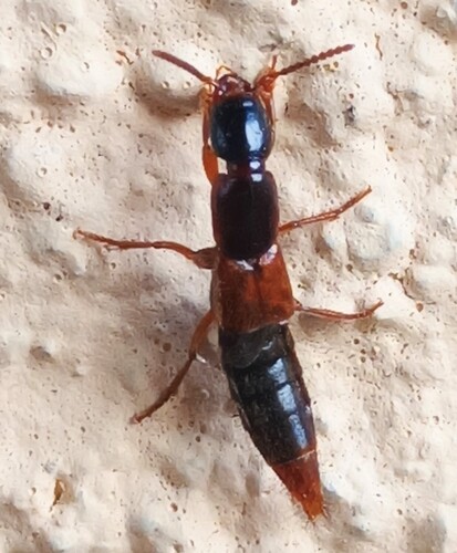 Othius punctulatus