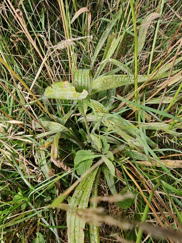 ribwort plantain
