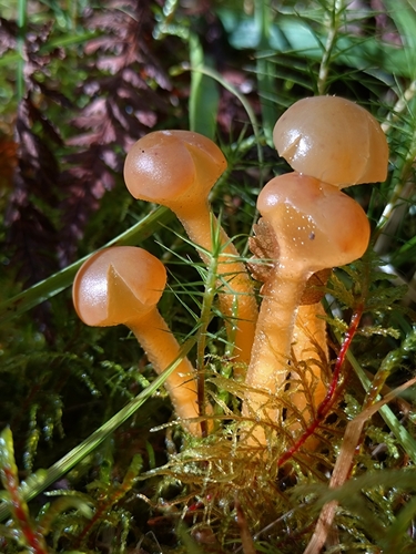 Ochre Jelly Club