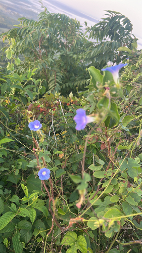 ivy-leaved morning-glory
