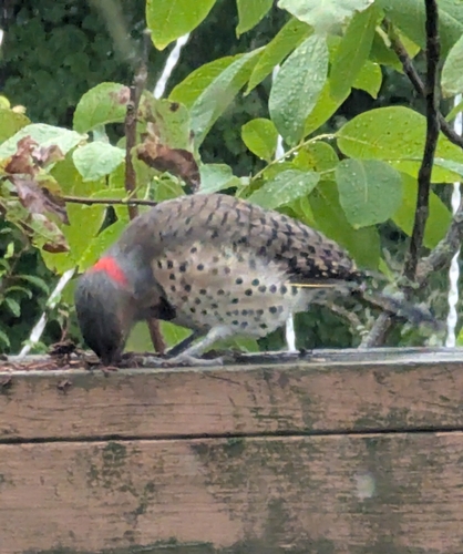 Northern Flicker