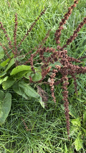 broad-leaved dock