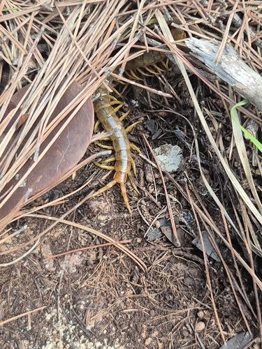 Mediterranean Banded Centipede