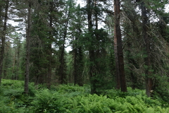 Pinus sibirica, photograph (c) Oleg Kosterin, some rights reserved (CC BY)