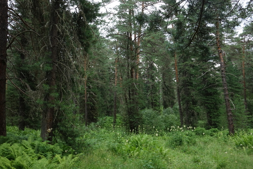Pinus sibirica, photograph 4