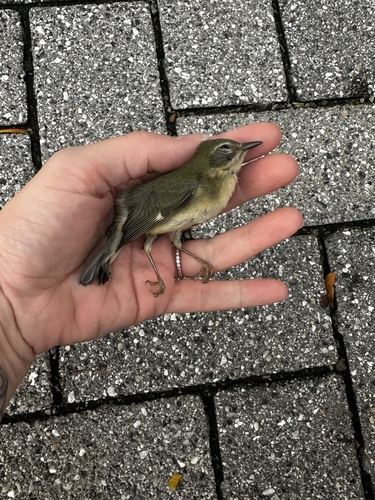 Black-throated Blue Warbler