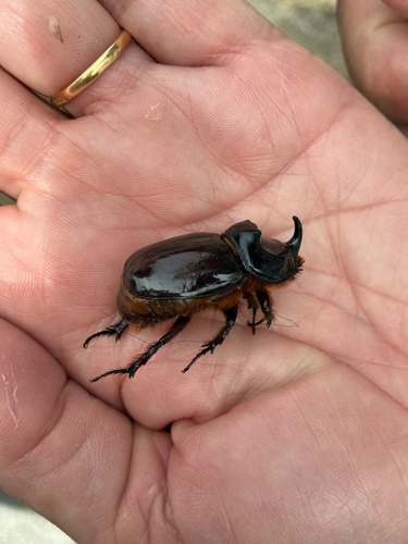 Oryctes nasicornis corniculatus