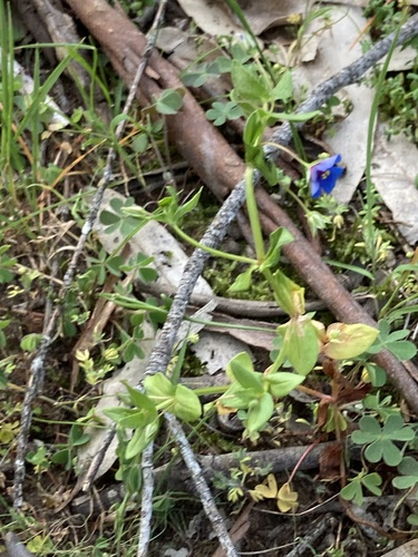 Blue Scarlet Pimpernel