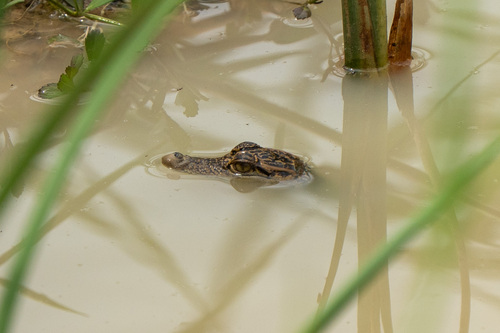 Siamese Crocodile