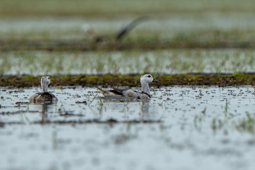 Cotton Pygmy-Goose